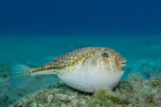 puffer fish