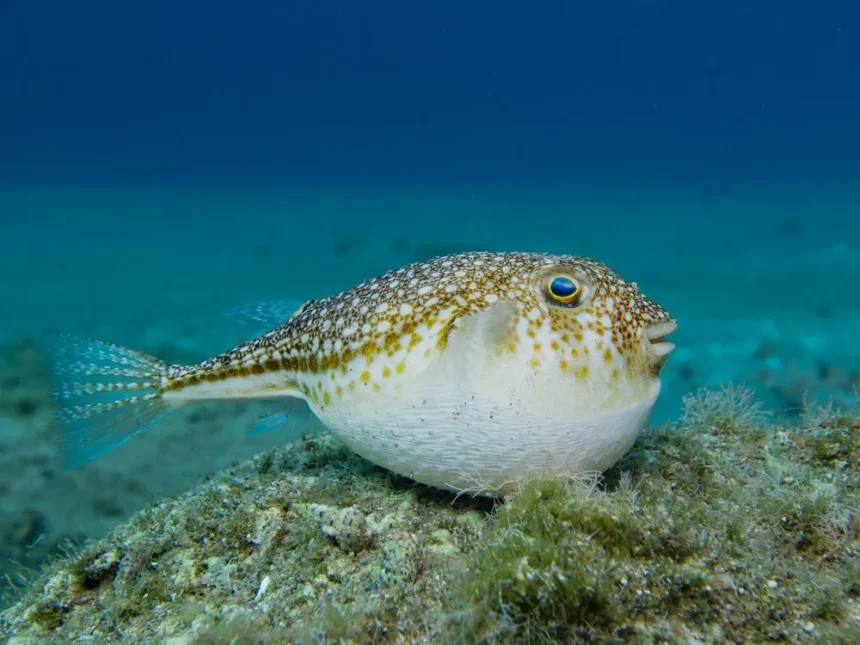 puffer fish