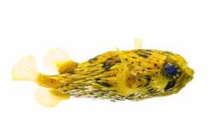 puffer fish

