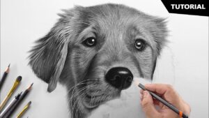 how to draw a dog

