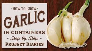 how to grow garlic 