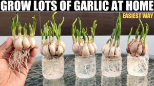 how to grow garlic 