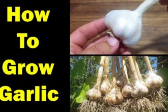 how to grow garlic