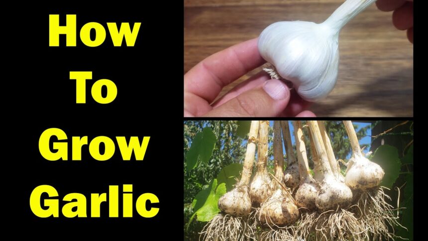 how to grow garlic