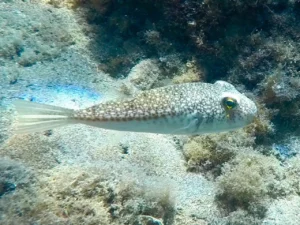 puffer fish

