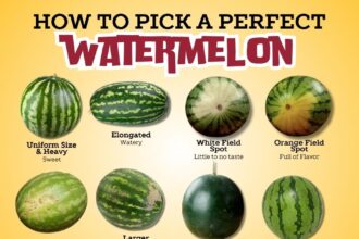 how to pick a watermelon